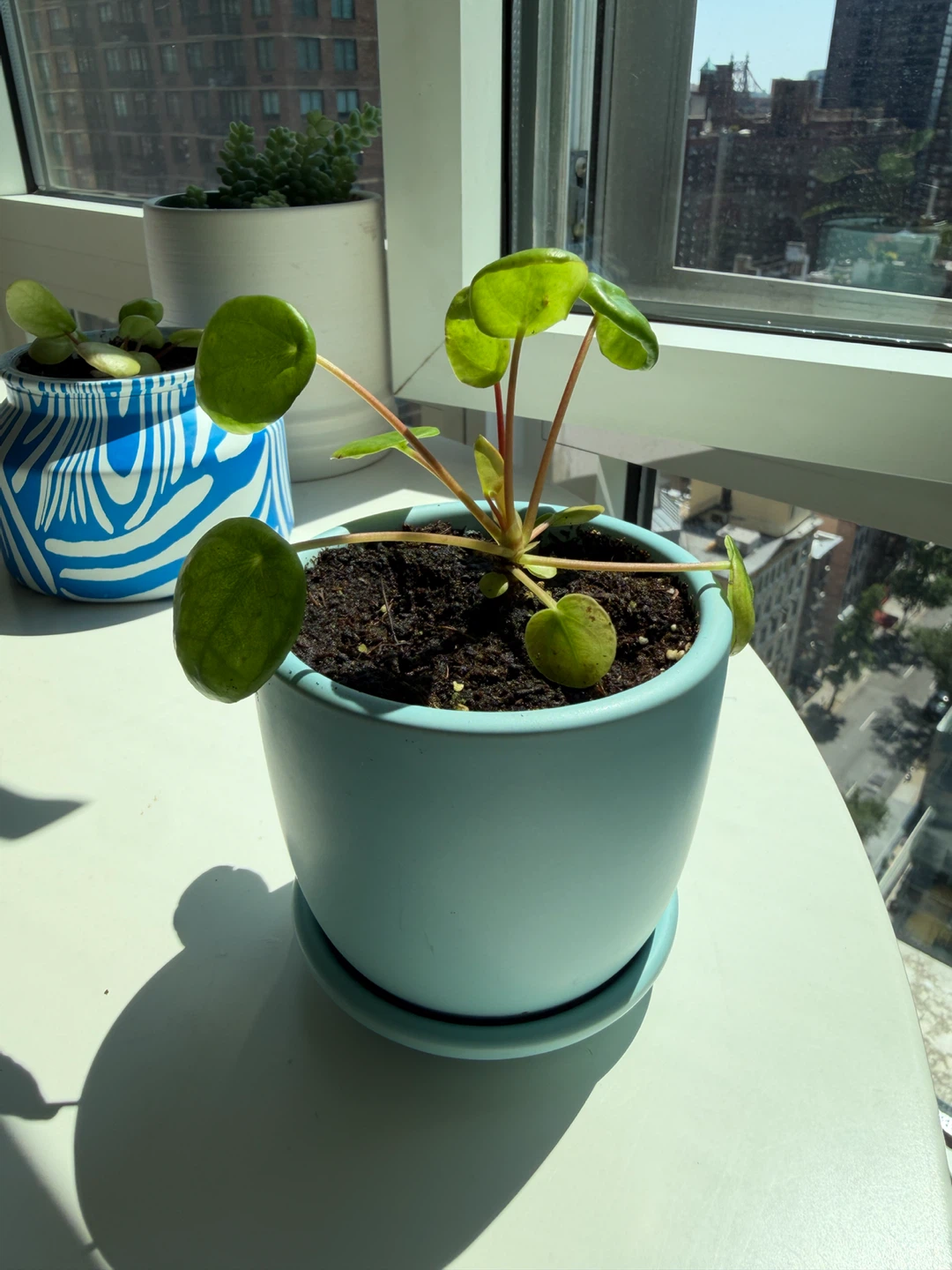 Pilea Peperomioides (Chinese Money Plant) in a 3”Blue Pot