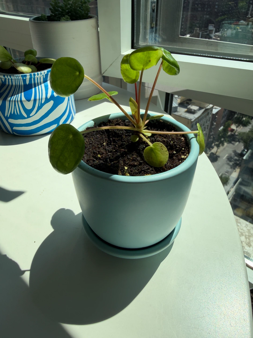 Pilea Peperomioides (Chinese Money Plant) in a 3”Blue Pot - photo 2