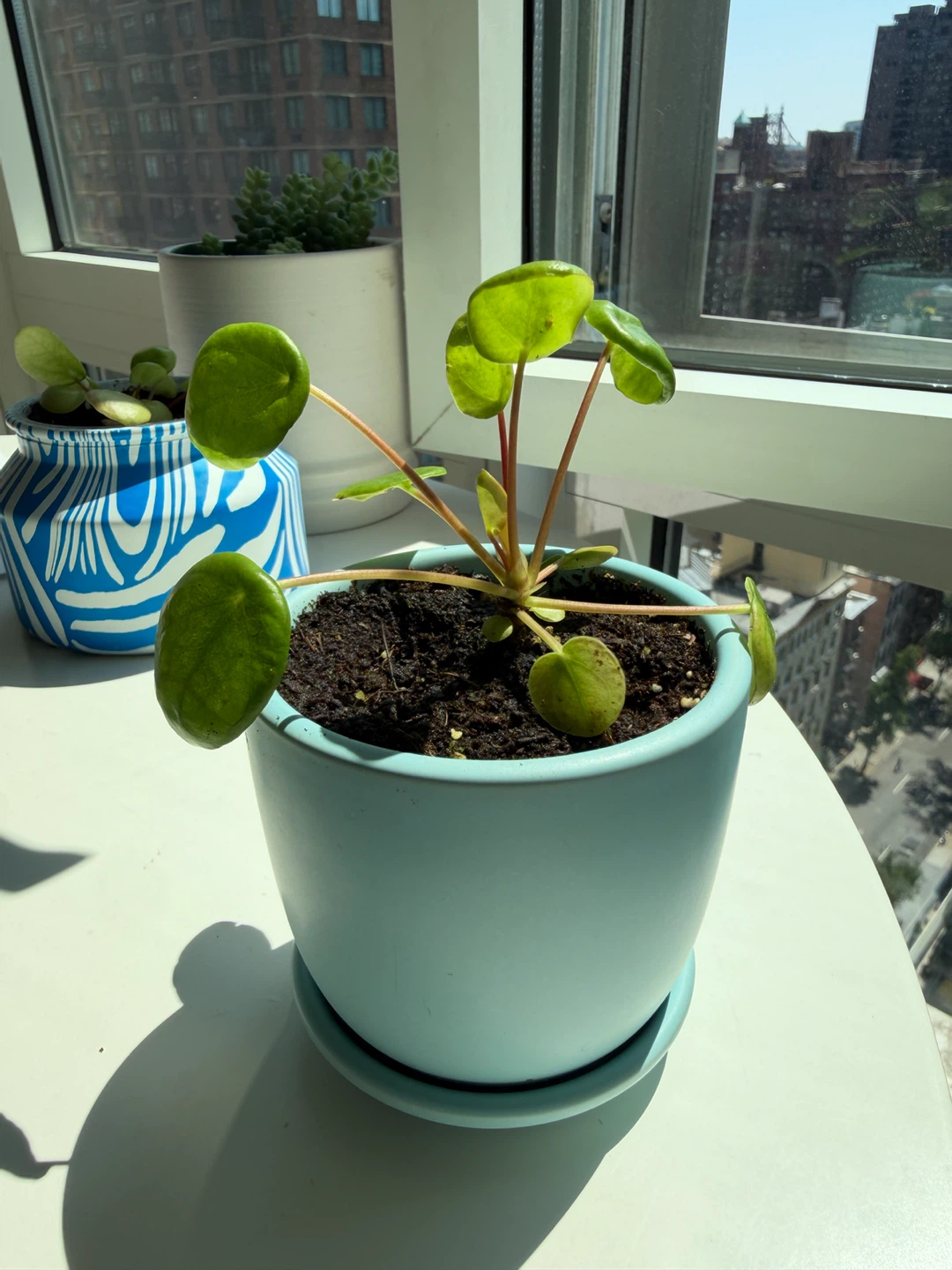 Pilea Peperomioides (Chinese Money Plant) in a 3”Blue Pot - photo 3