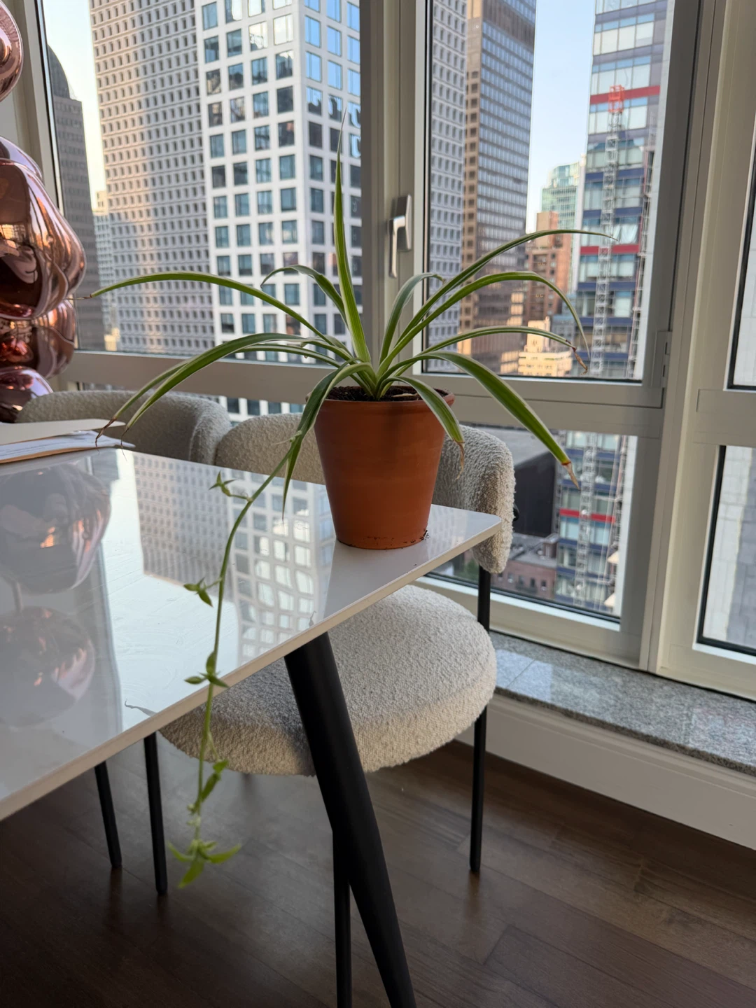 Spider Plant in a 5” Terracotta Pot