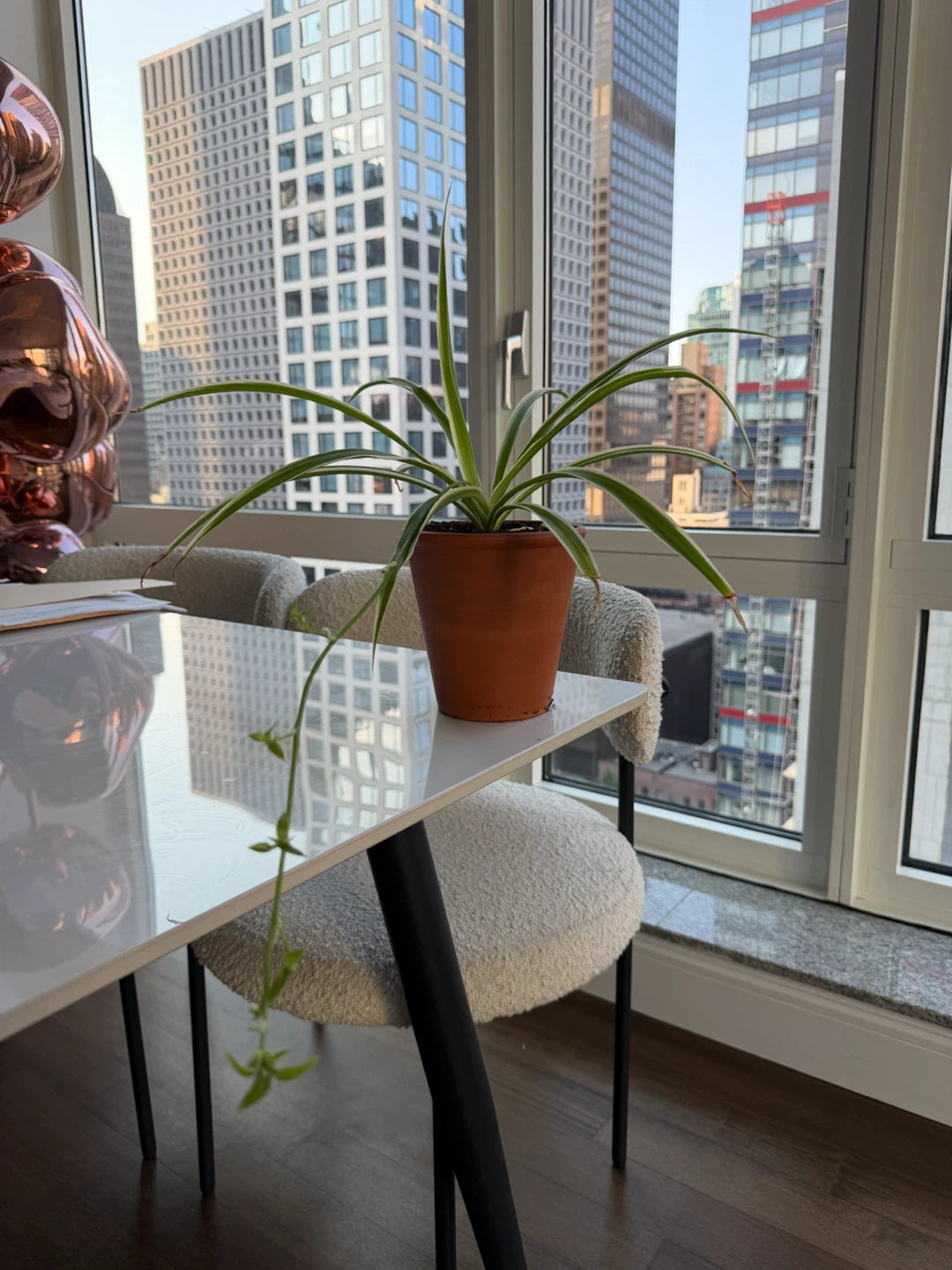 Spider Plant in a 5” Terracotta Pot - photo 2