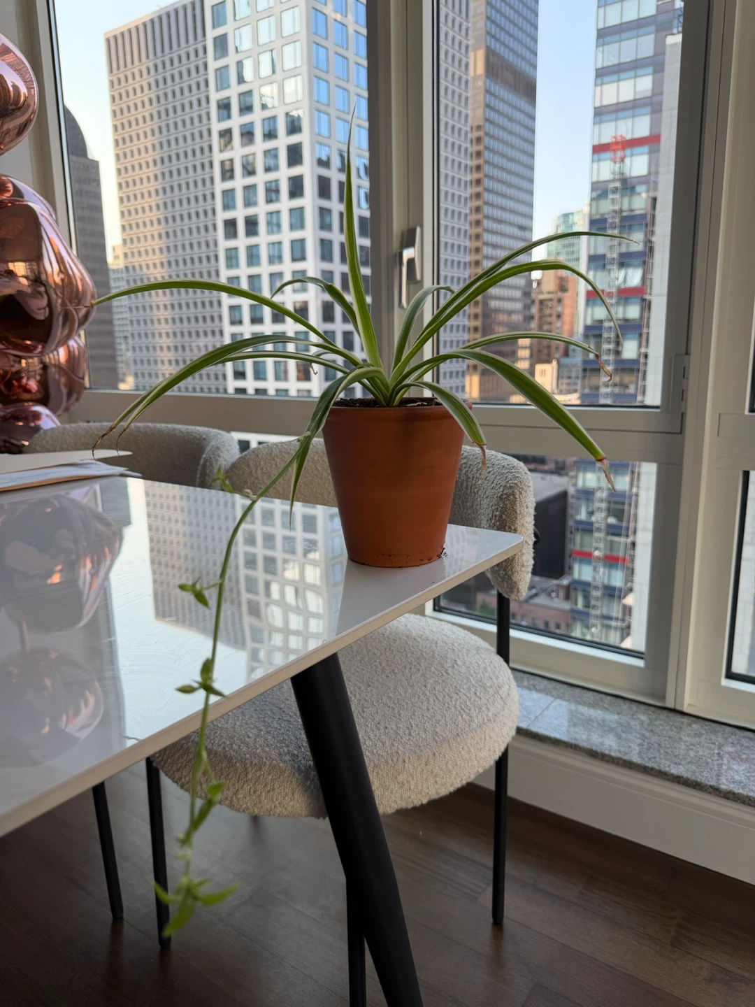 Spider Plant in a 5” Terracotta Pot - photo 3