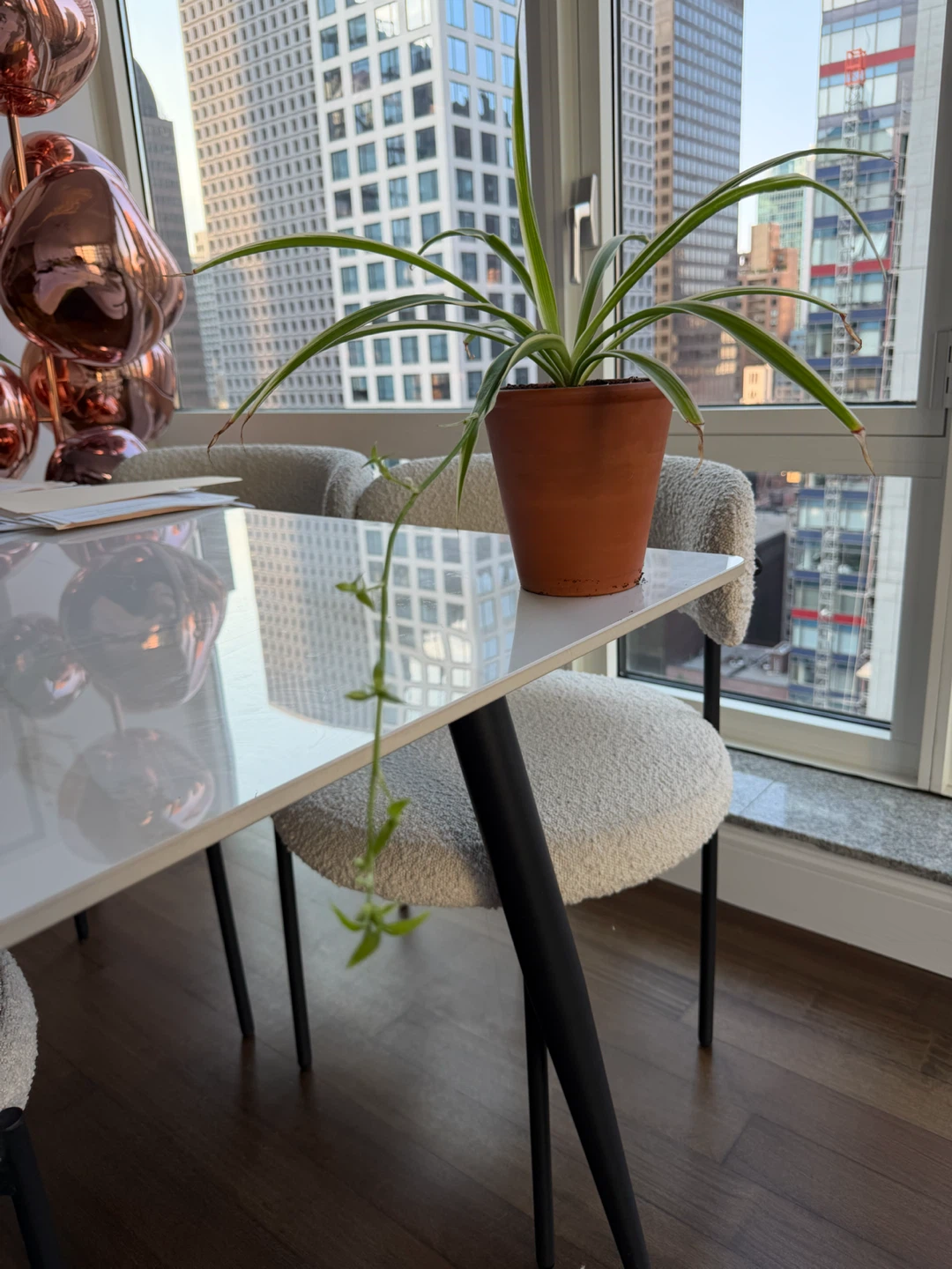 Spider Plant in a 5” Terracotta Pot - photo 4