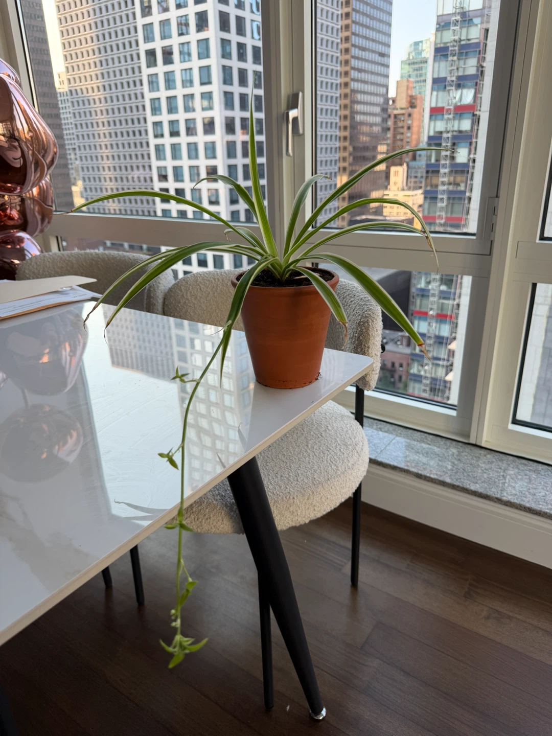Spider Plant in a 5” Terracotta Pot - photo 5