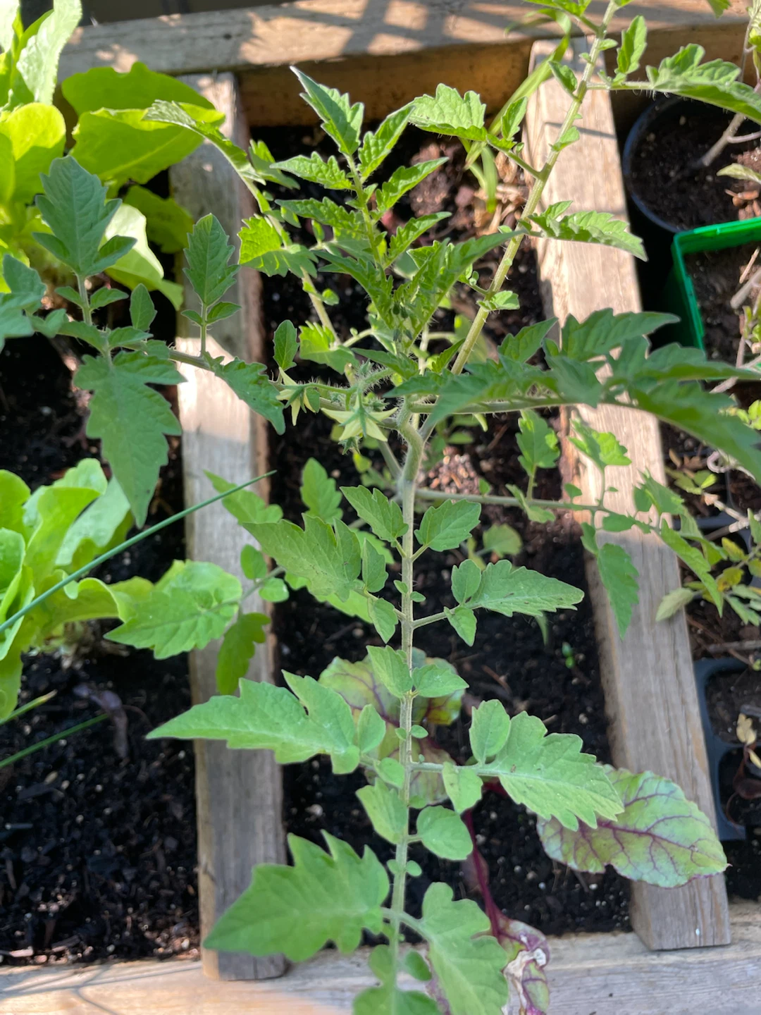 Tomato Plant Seedling