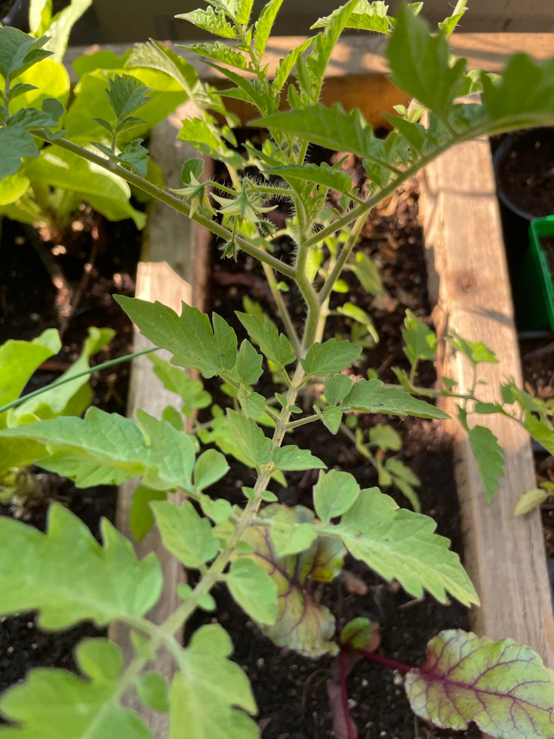 Tomato Plant Seedling - photo 2