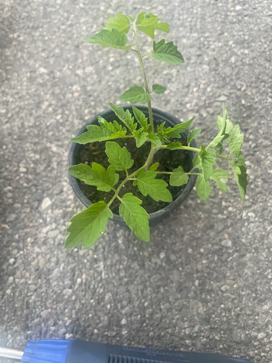 Tomato Plant Seedling - photo 3