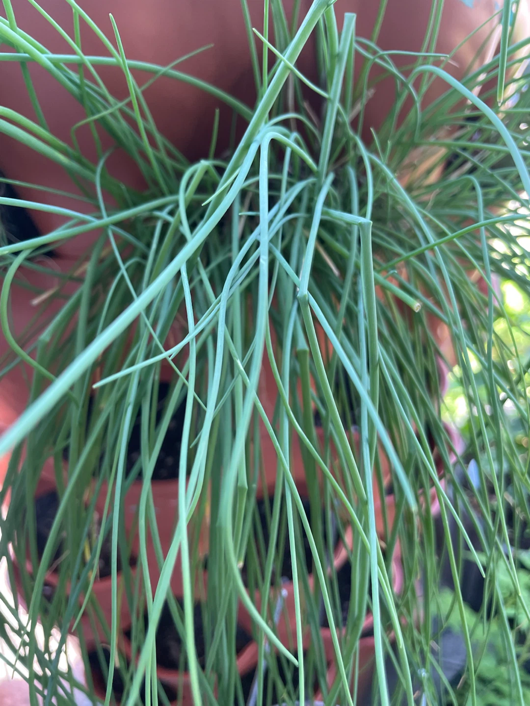 Fresh Garlic Chives