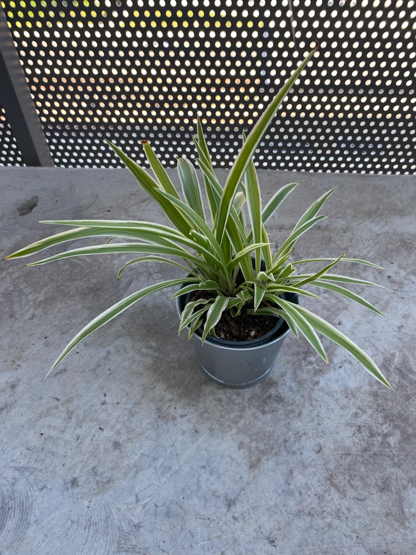 Spider Plant