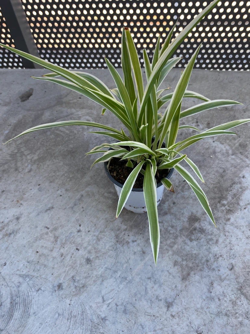 Spider Plant - photo 2