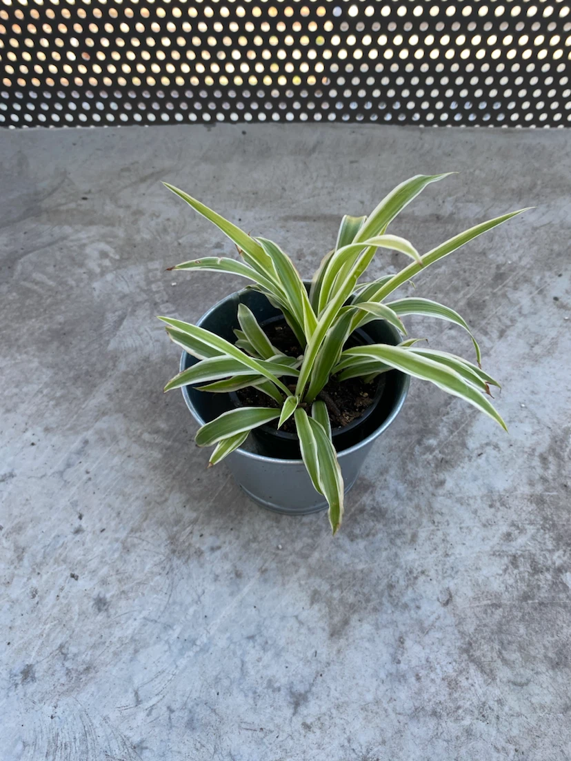 Spider Plant-s