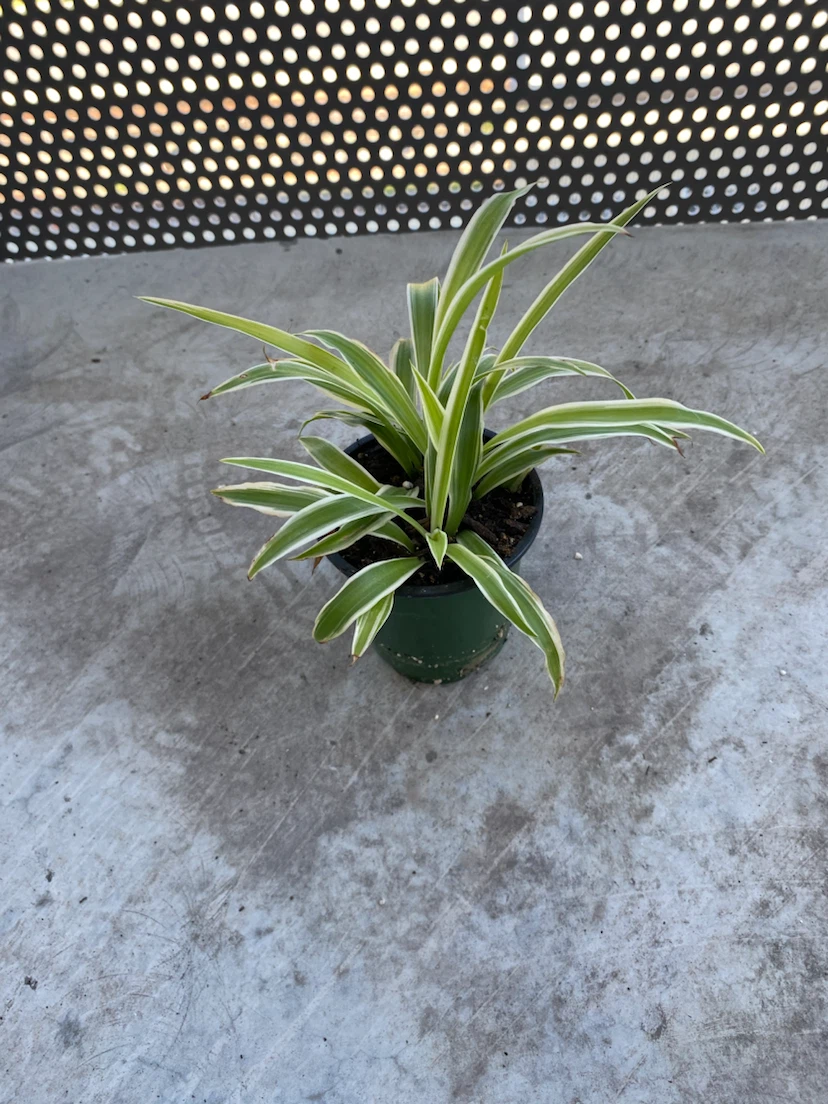 Spider Plant-s - photo 2