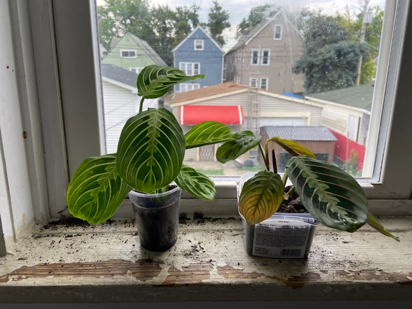 Prayer Plant Starter Plants