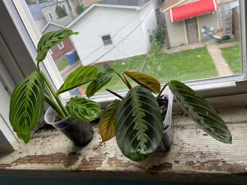 Prayer Plant Starter Plants - photo 2