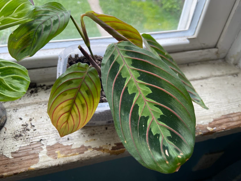 Prayer Plant Starter Plants - photo 3