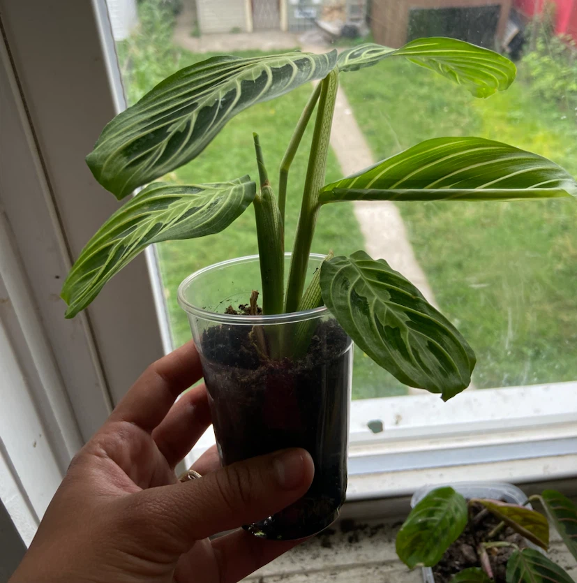 Prayer Plant Starter Plants - photo 4