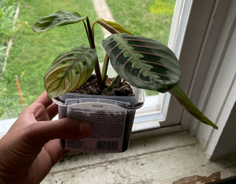 Prayer Plant Starter Plants - photo 5