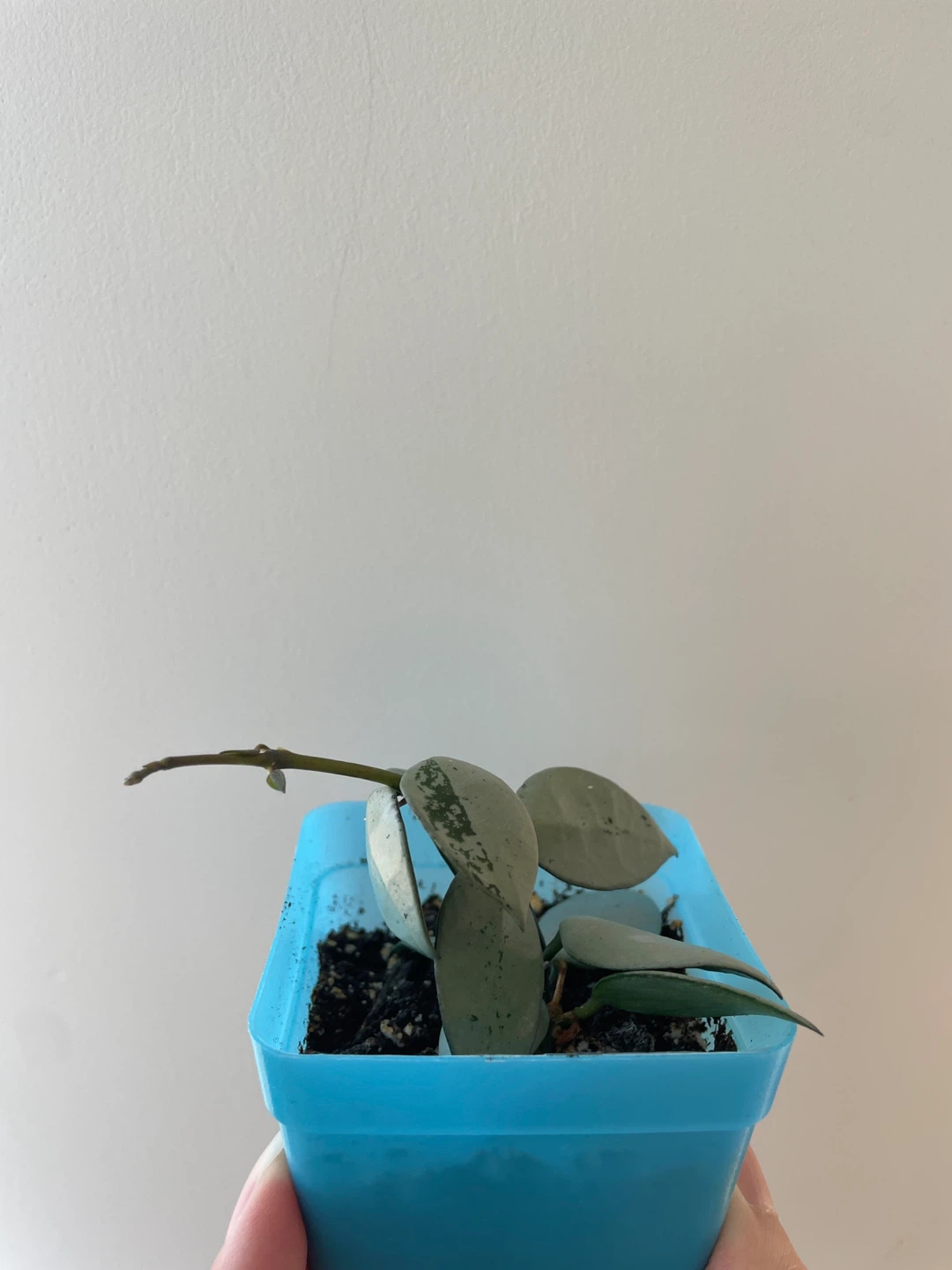 Hoya Krohniana Super Silver rooted - photo 2