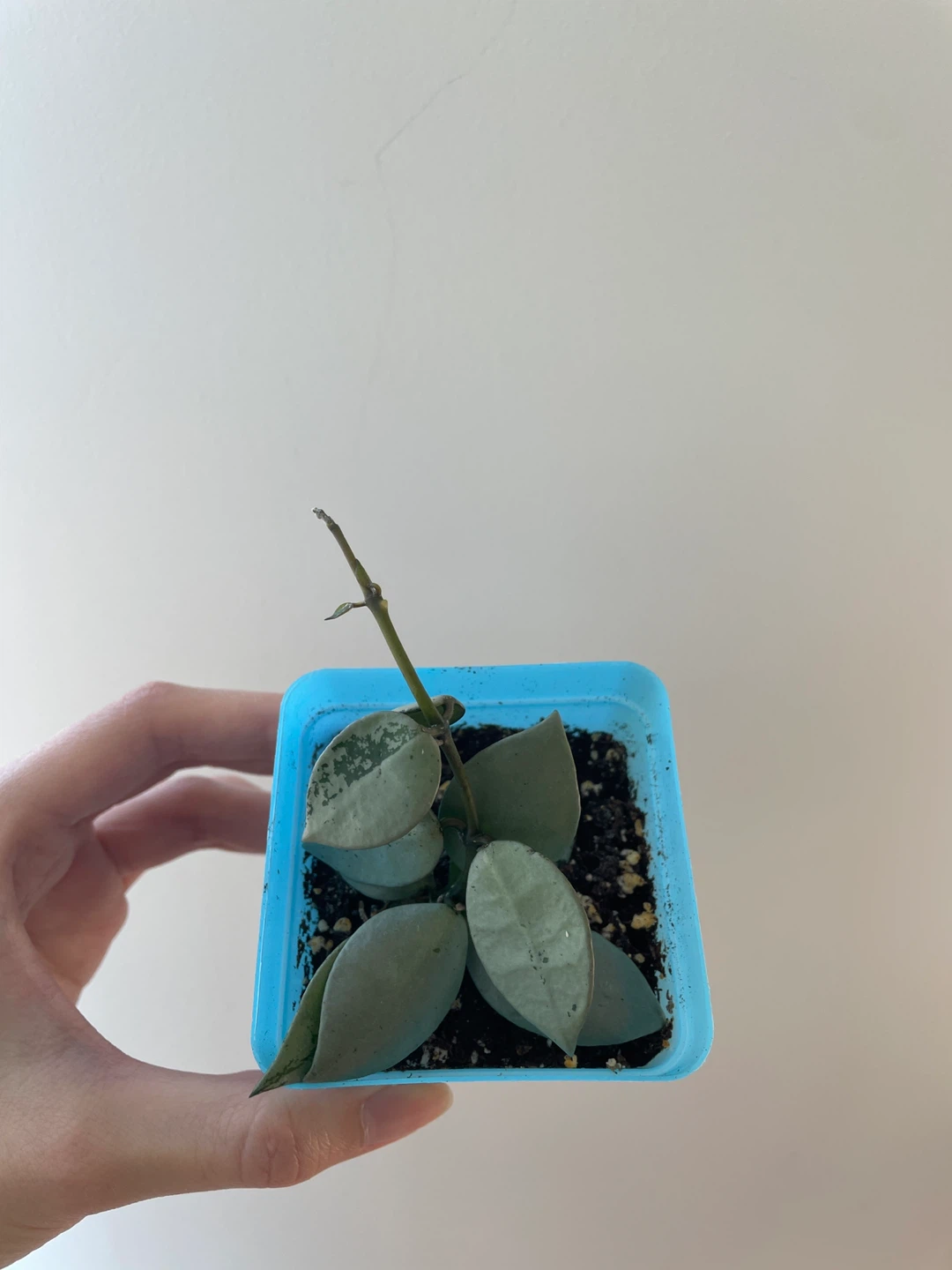 Hoya Krohniana Super Silver rooted