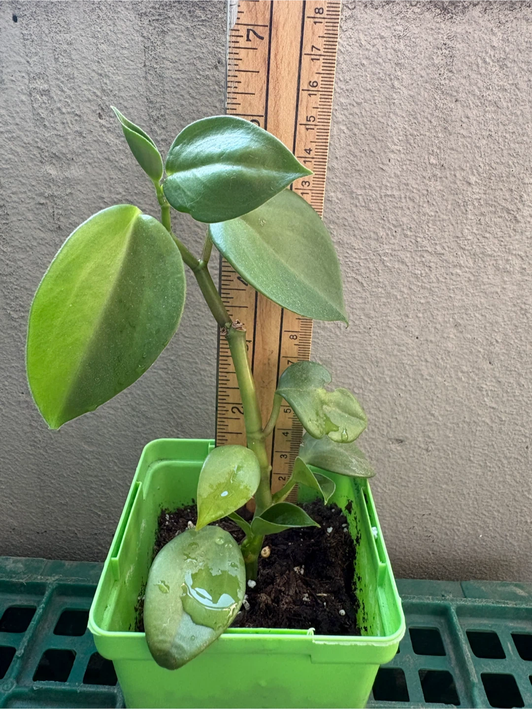 Small Potted Plant