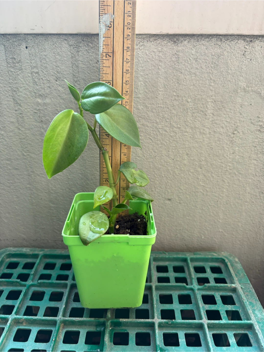 Small Potted Plant - photo 2