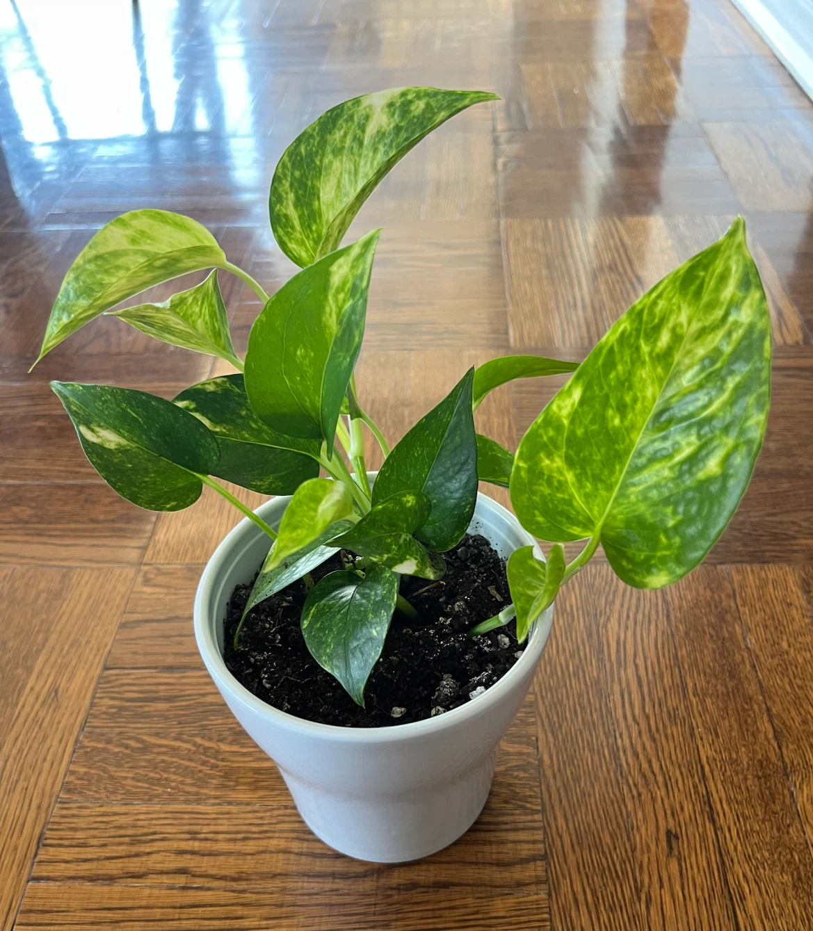 Pothos Plant in White Pot