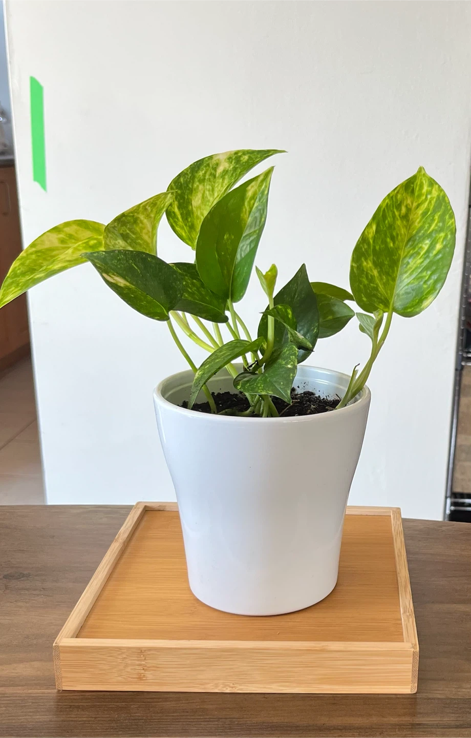 Pothos Plant in White Pot - photo 2