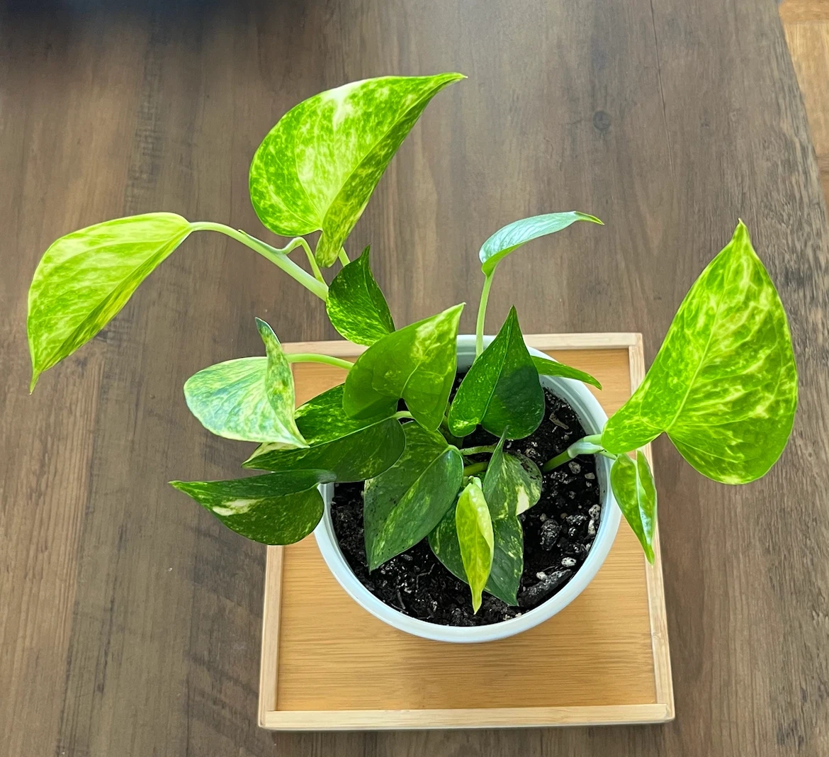 Pothos Plant in White Pot - photo 3