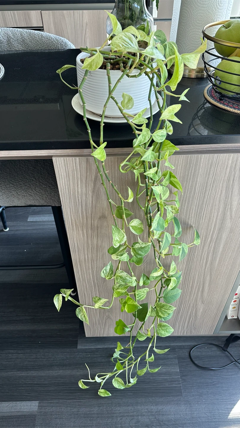 Pothos Plant in White Pot