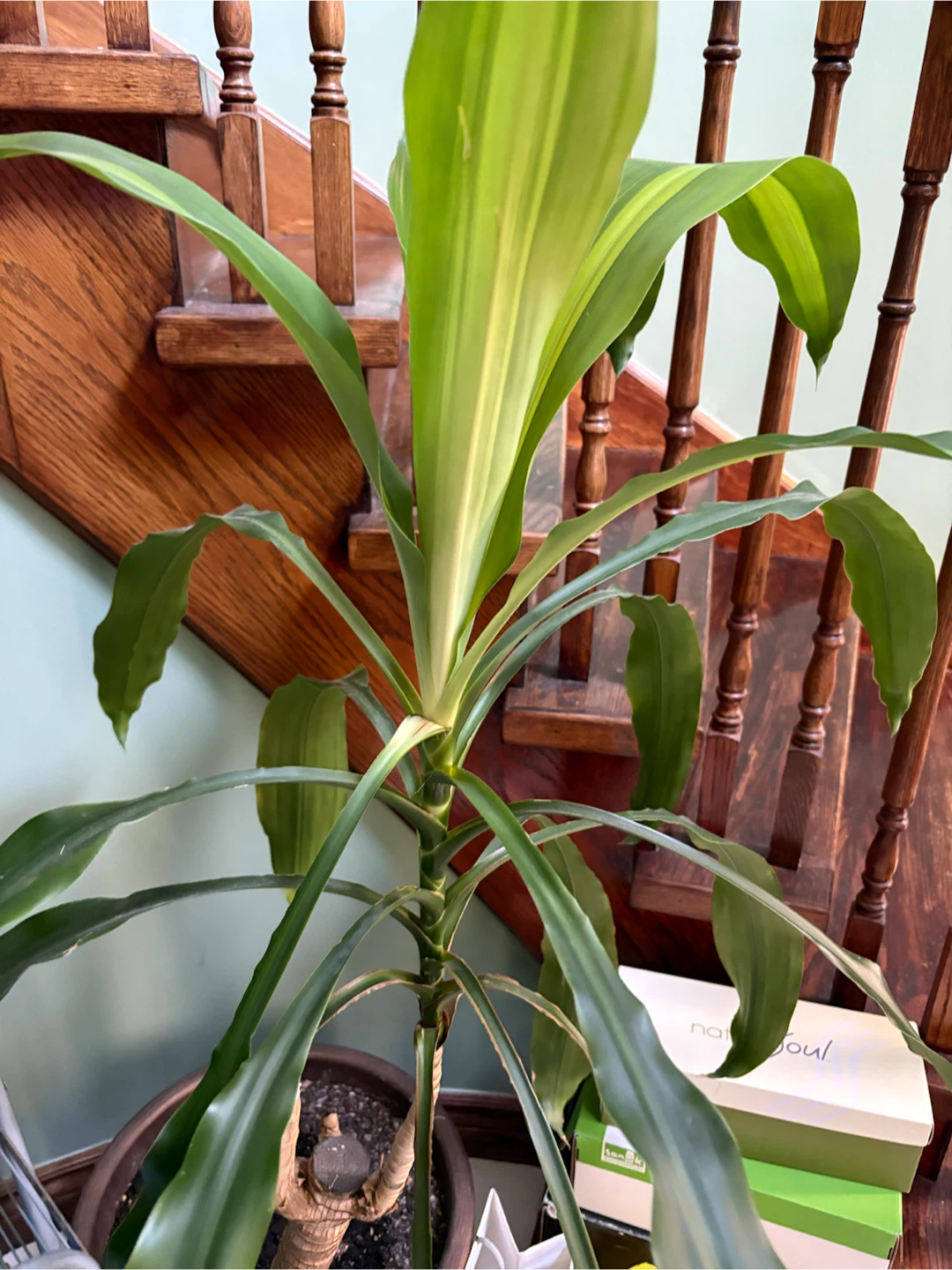 Corn Plant Cuttings (Dracaena fragrans)