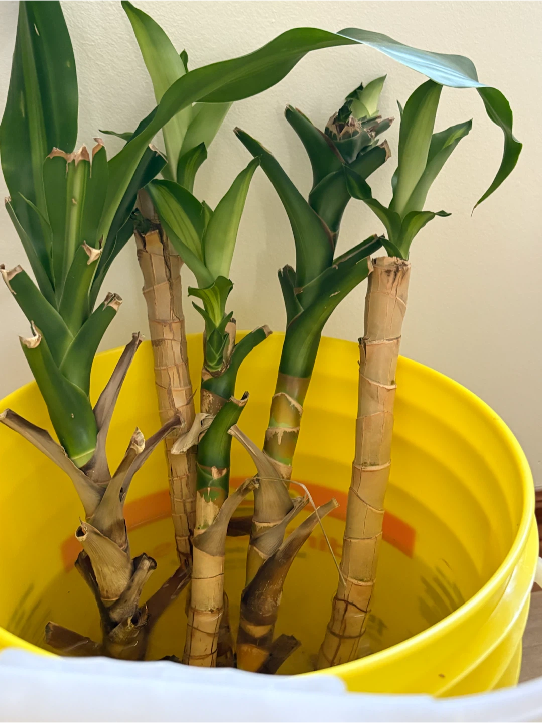 Corn Plant Cuttings (Dracaena fragrans) - photo 2