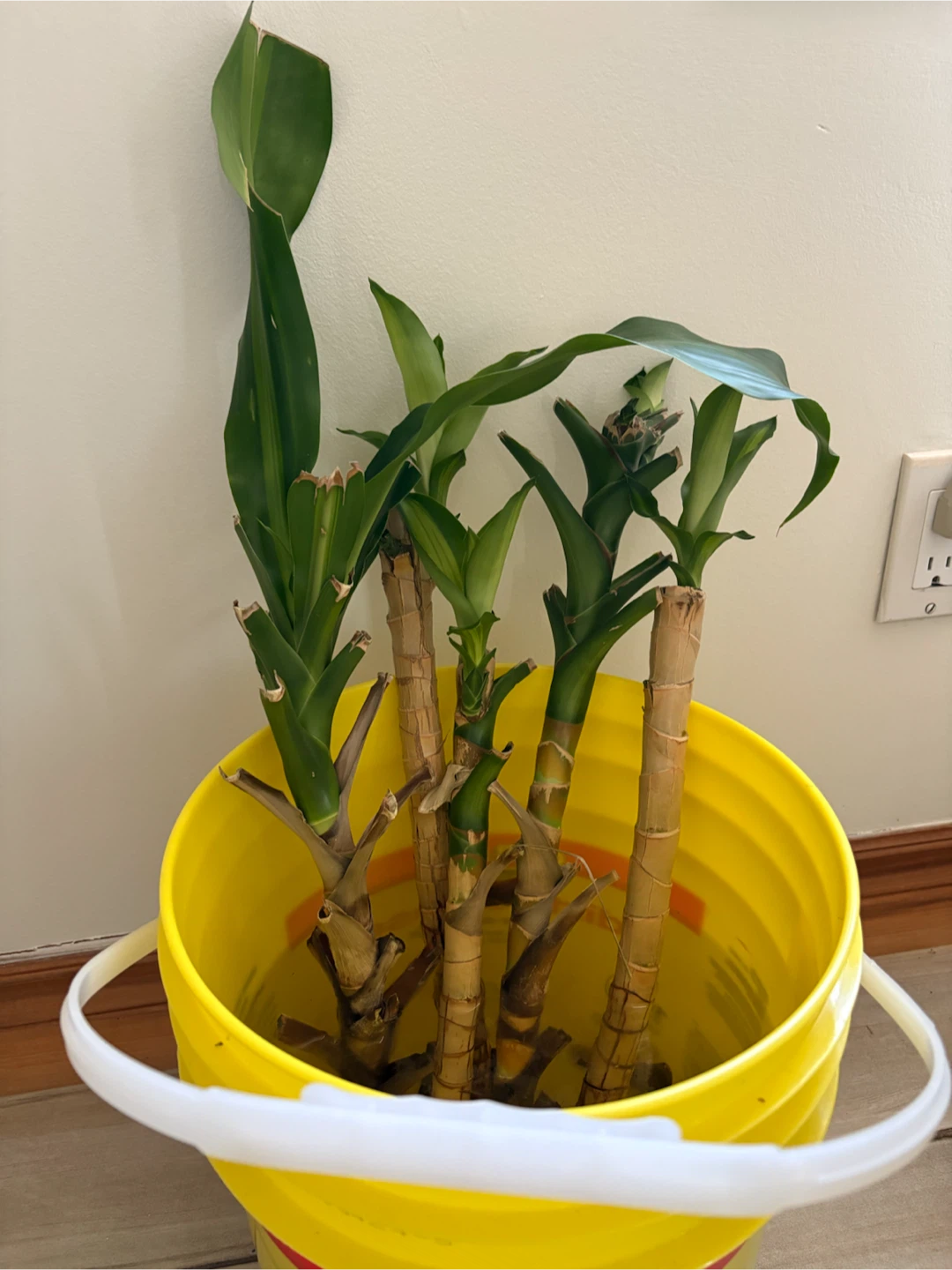 Corn Plant Cuttings (Dracaena fragrans) - photo 3