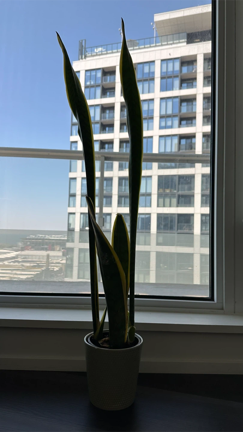 Snake Plant in green Pot
