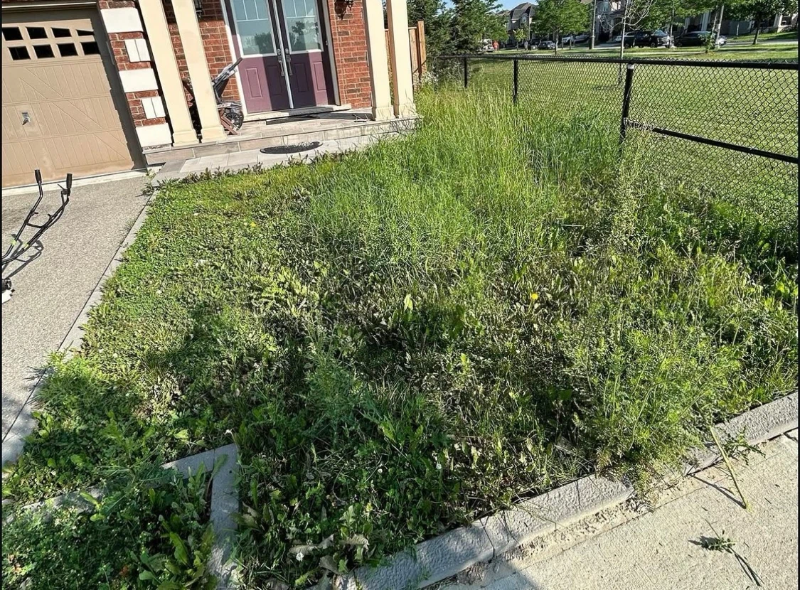 Landscaping: Yard and Lawn Maintenance Available - photo 5