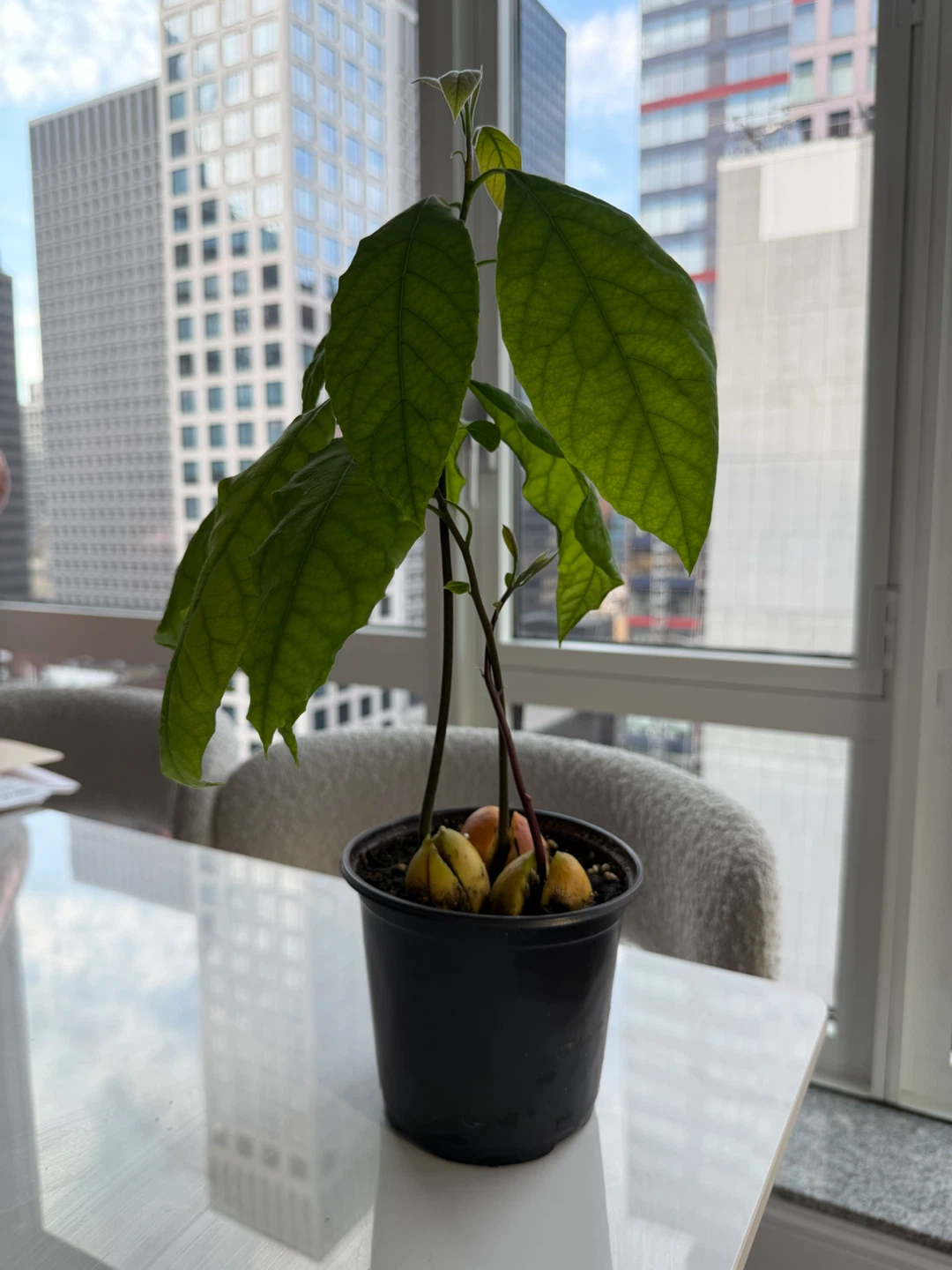 Live Avocado Plant in a 5” nursery pot