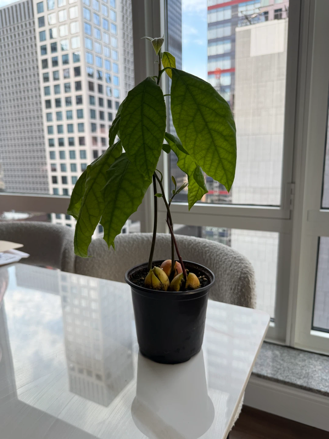 Live Avocado Plant in a 5” nursery pot - photo 2