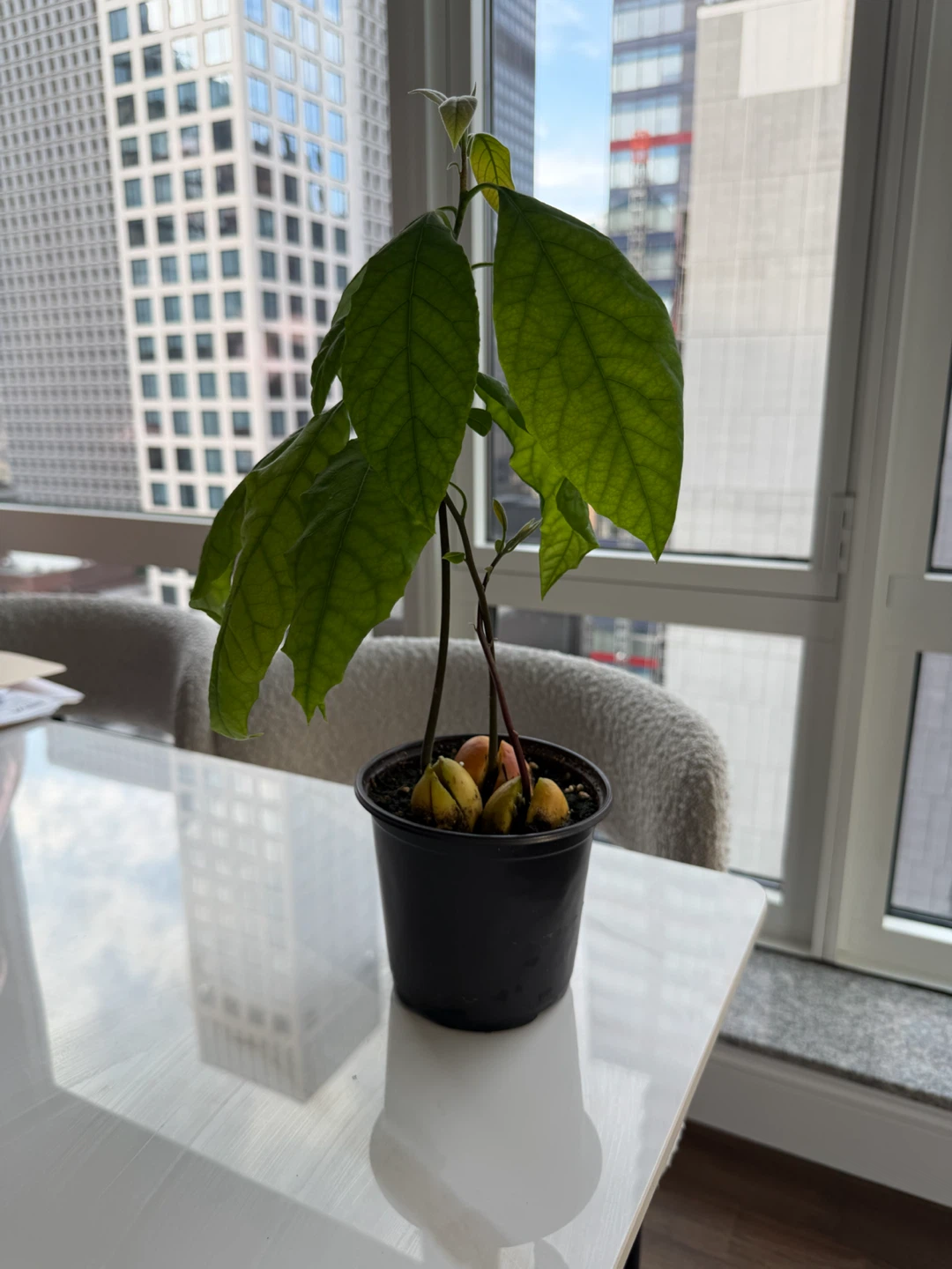 Live Avocado Plant in a 5” nursery pot - photo 3