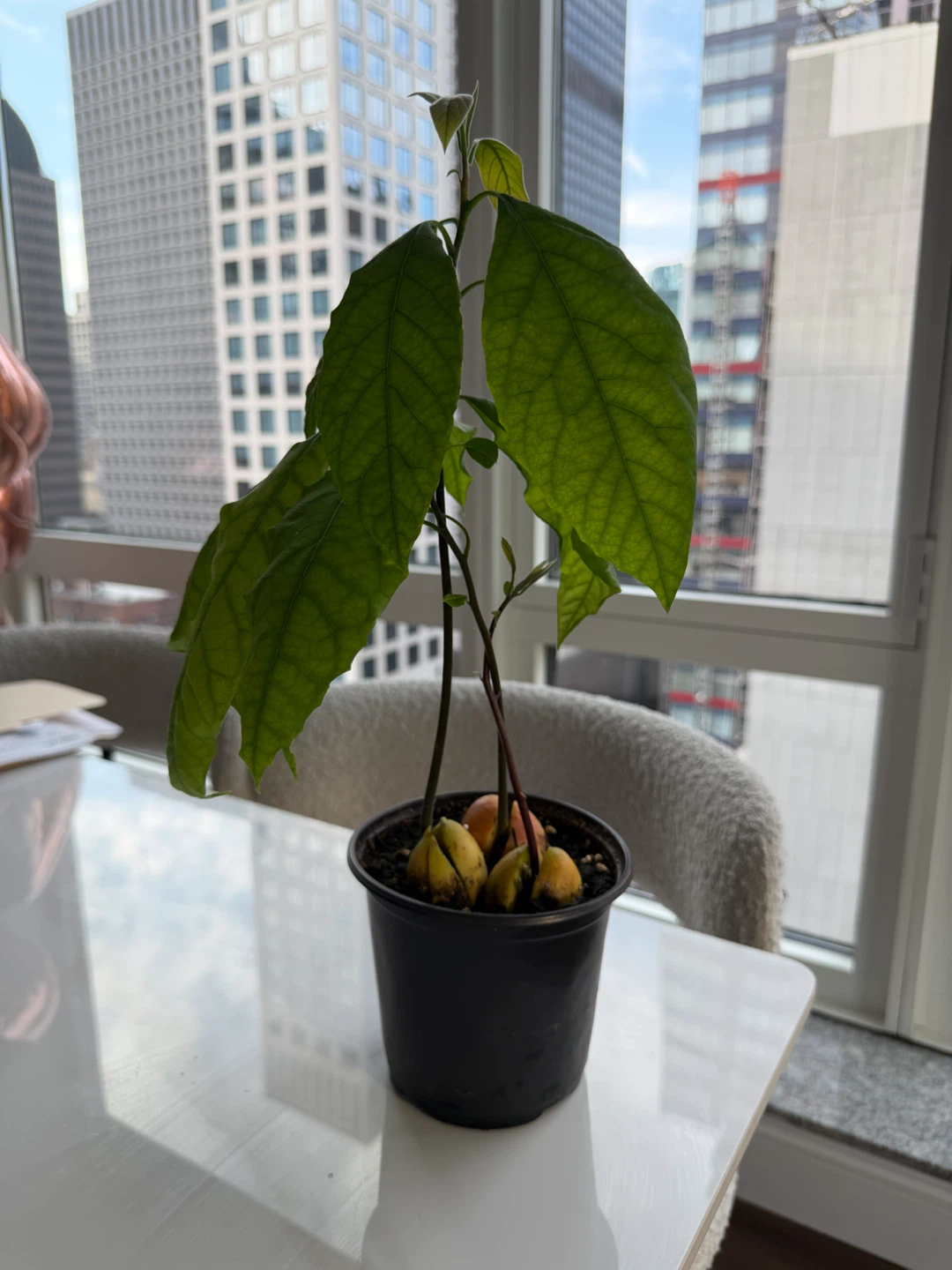 Live Avocado Plant in a 5” nursery pot - photo 4