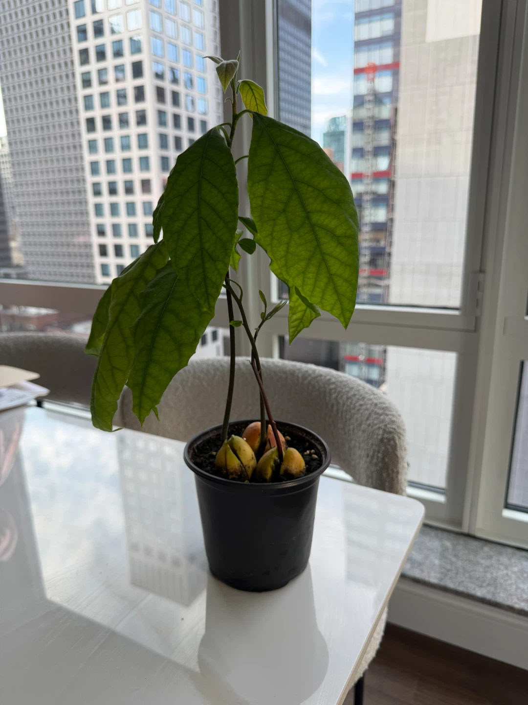 Live Avocado Plant in a 5” nursery pot - photo 5
