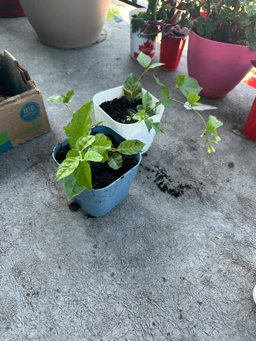 Jasmine plants