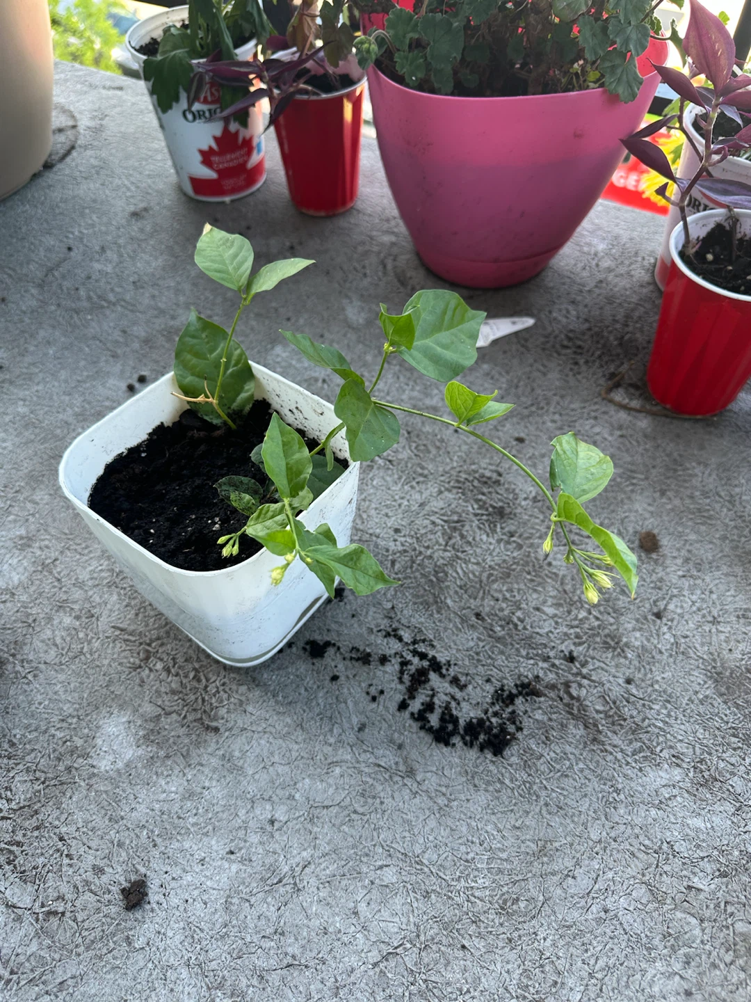 Jasmine plants - photo 2