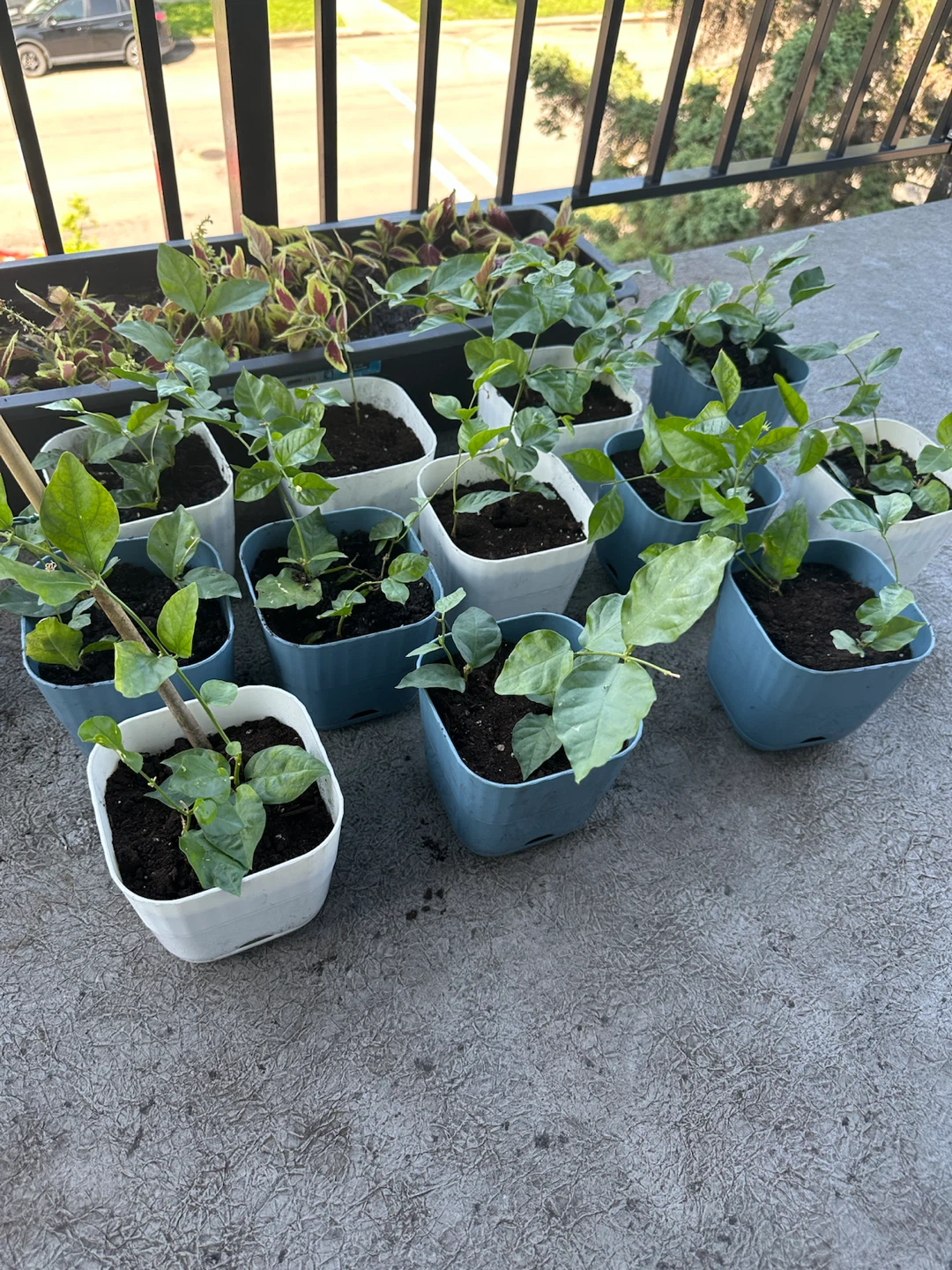 Jasmine plants - photo 3