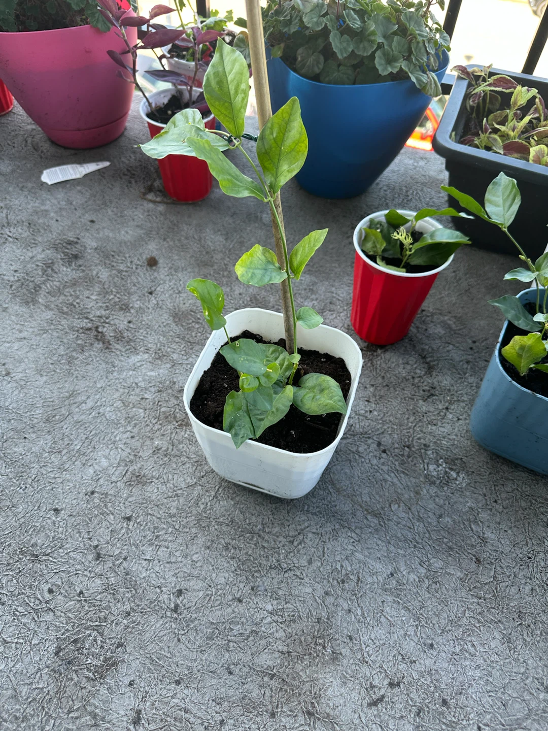 Jasmine plants - photo 4