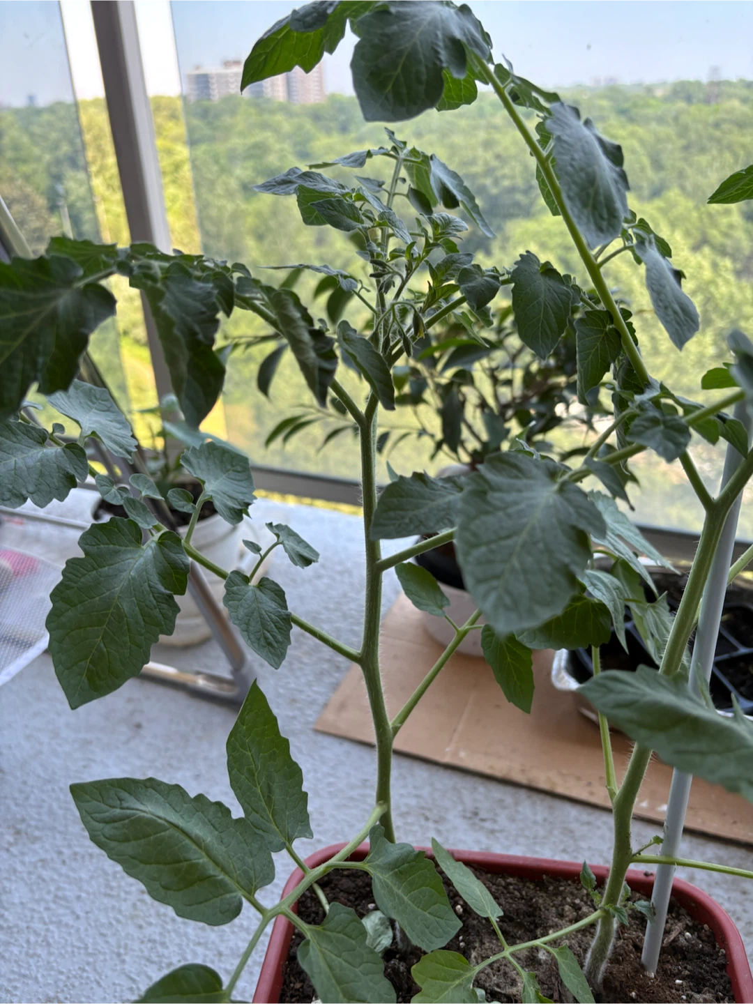 Tomato Plant in Red Pot