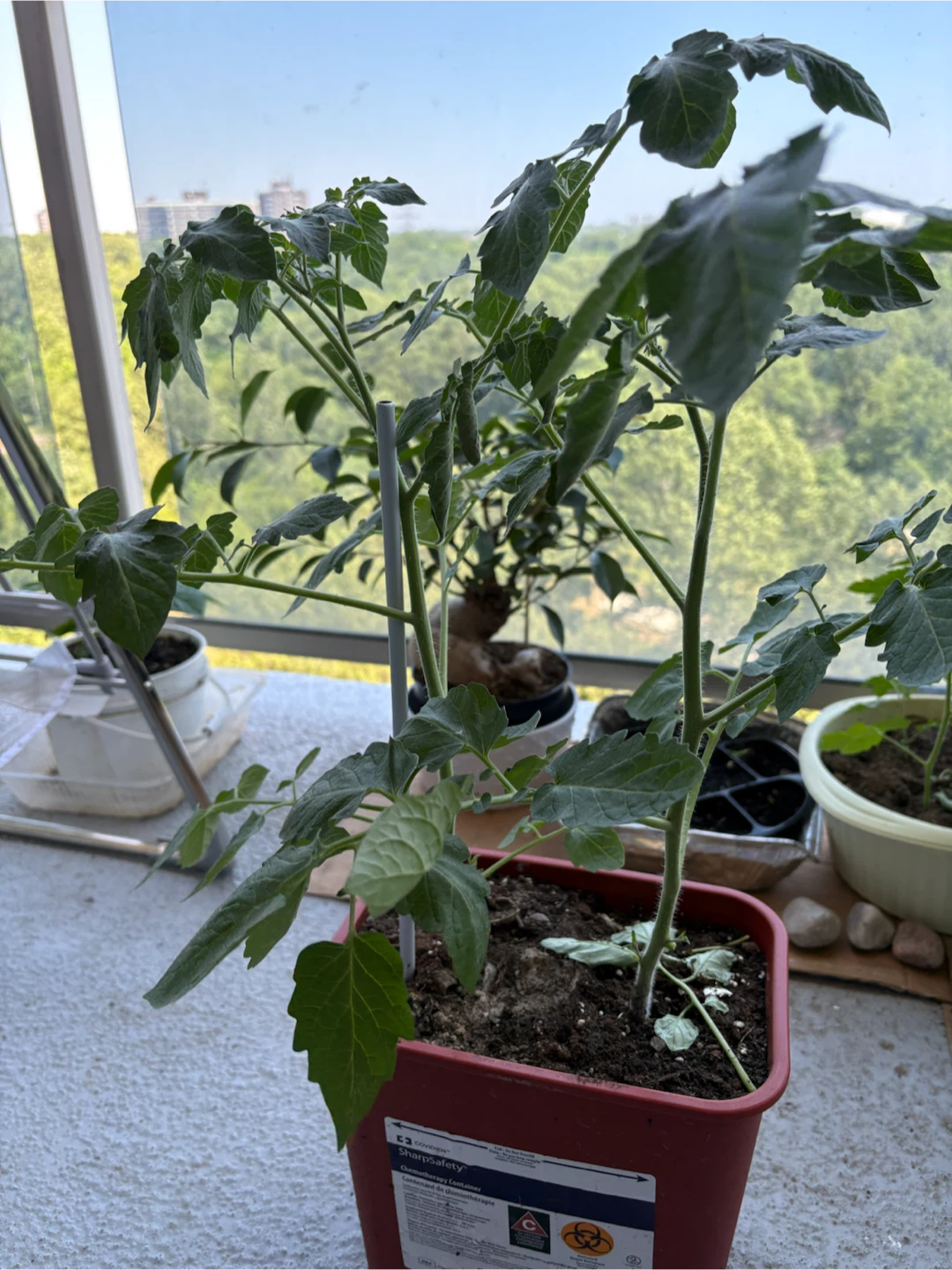 Tomato Plant in Red Pot - photo 2