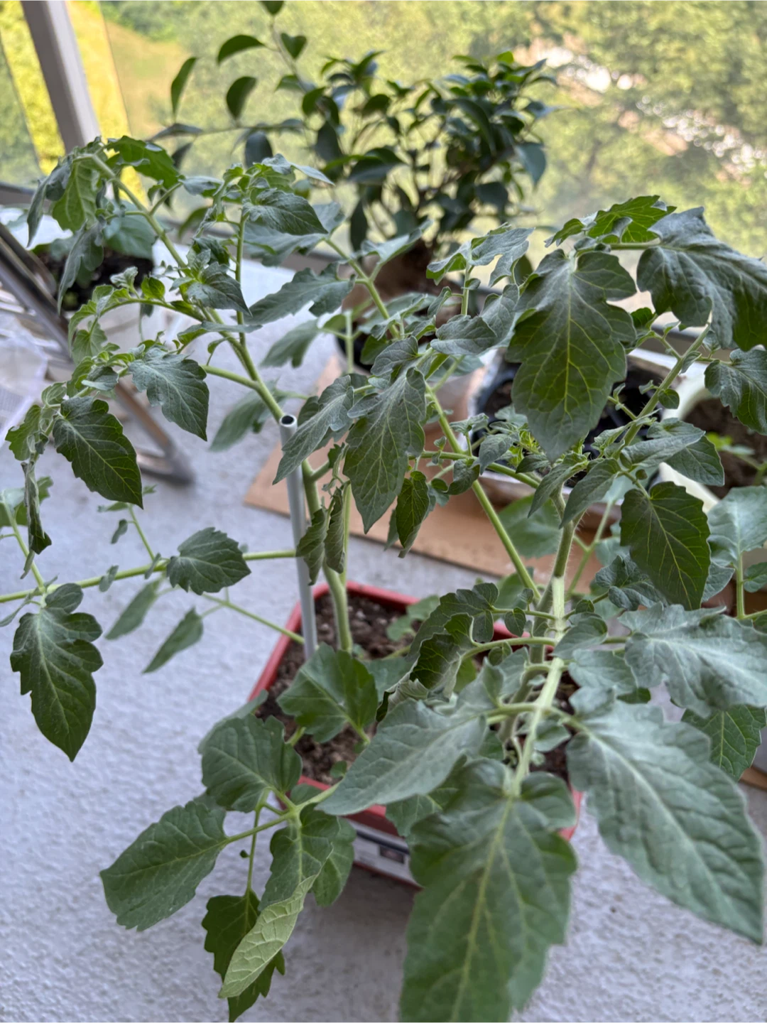 Tomato Plant in Red Pot - photo 3