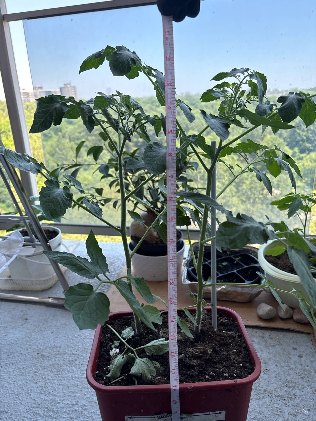 Tomato Plant in Red Pot - photo 4
