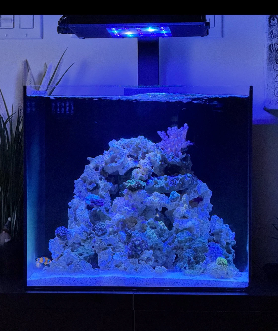 Waterbox 20 Cube saltwater aquarium and Waterbox cabinet