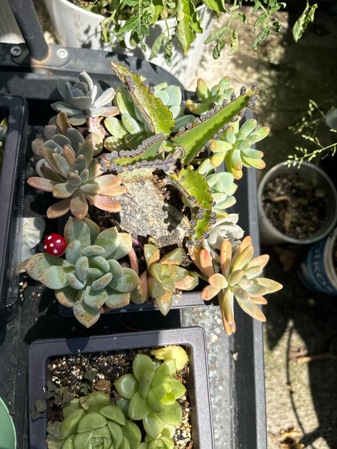 Assorted Succulent Plant Arrangement