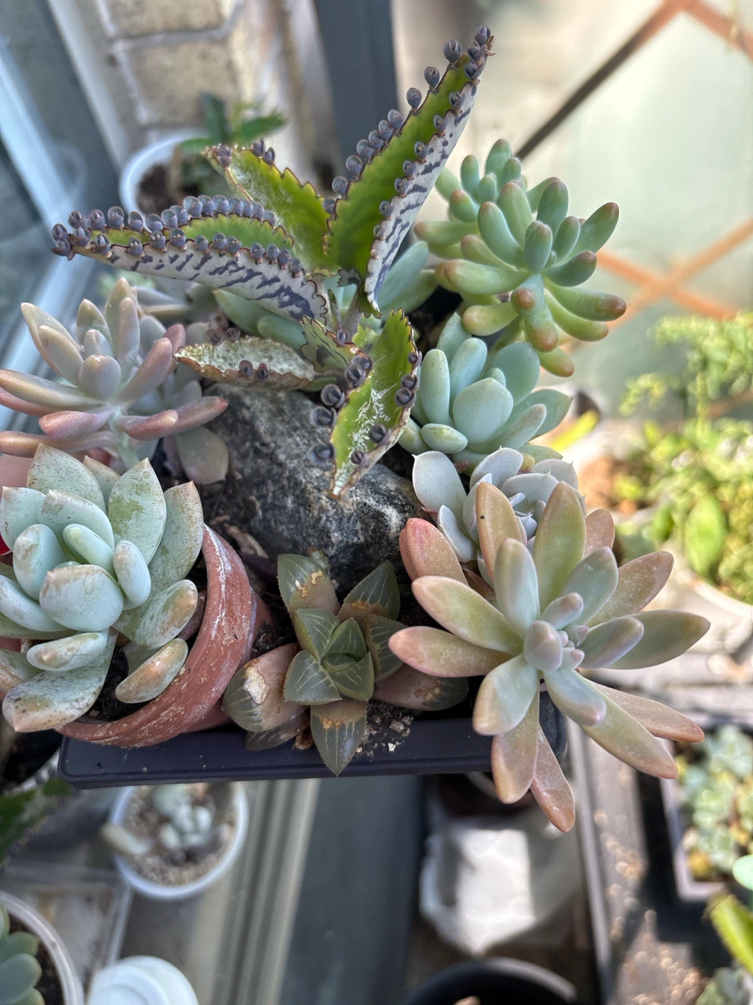 Assorted Succulent Plant Arrangement - photo 2